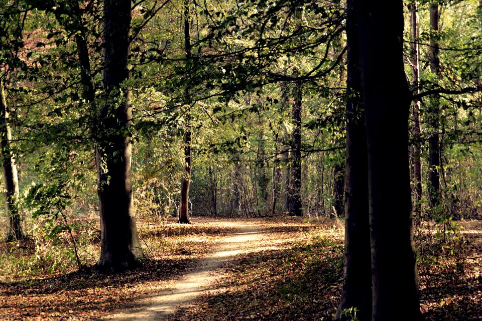 Landscape trees forest path