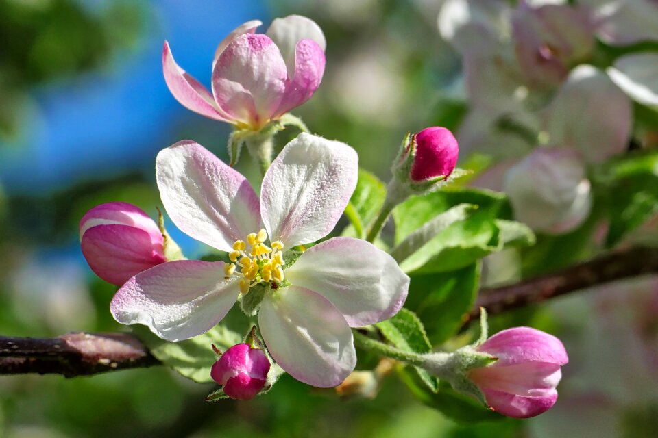 Garden flowers apple tree
