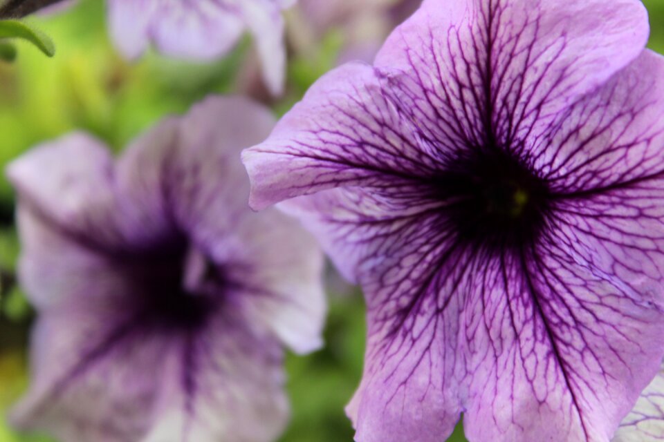 Petunia pink garden