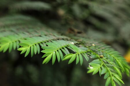 Nature texture green