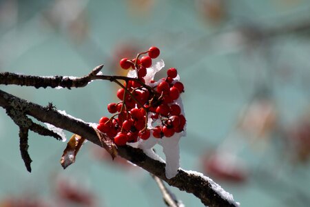 Red nature macro photo