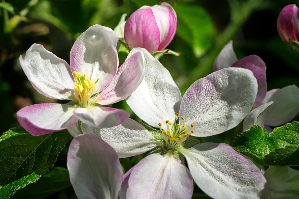 Garden flowers apple tree