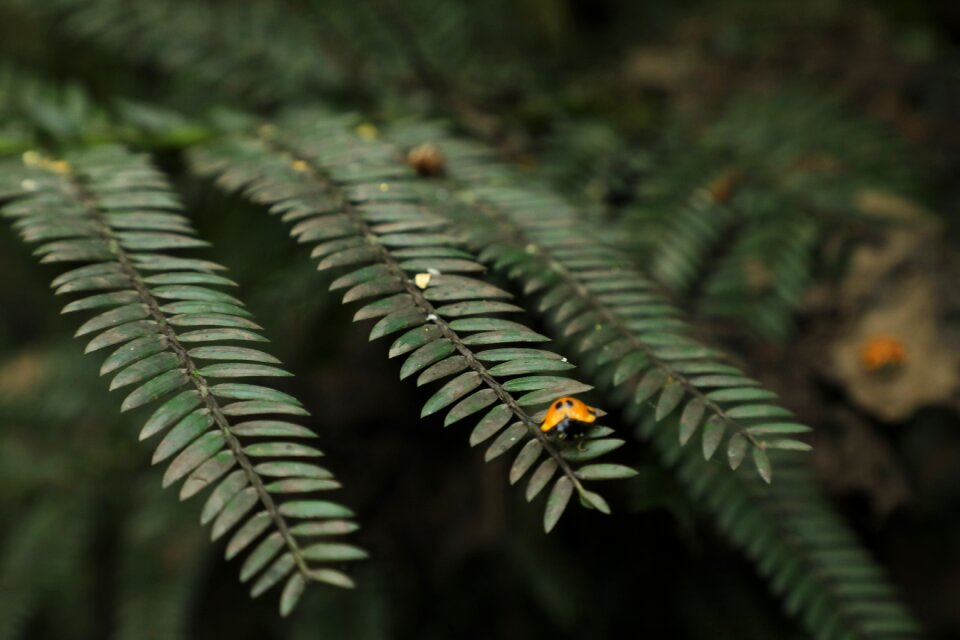 Animal forest texture