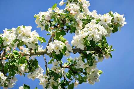 Garden flowers apple tree photo