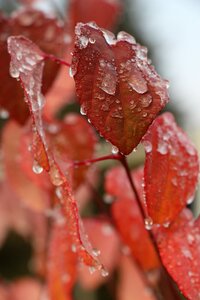 Autumn tree dew photo