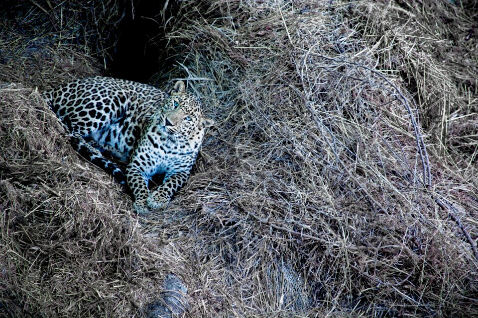 Travel wild animal india