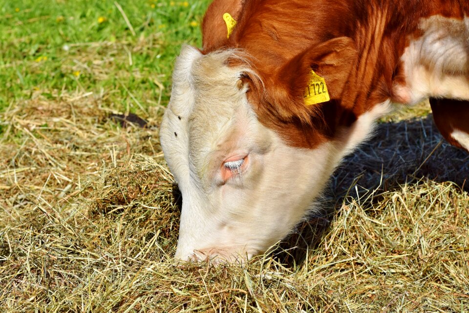 Meadow agriculture ruminant