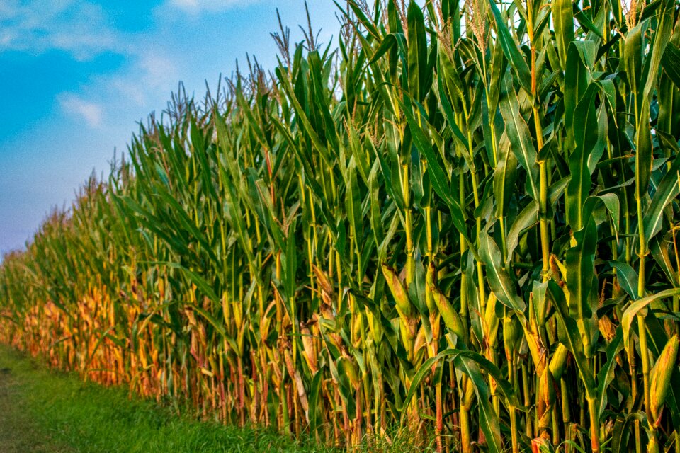 Harvest nature cornfield