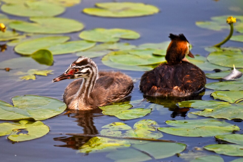 Animal juvenile chick