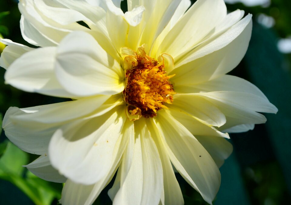 Pistils summer dacha