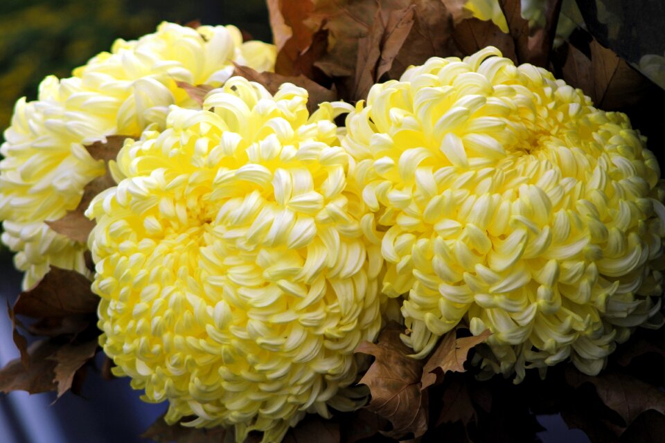 Flower blossom white yellow