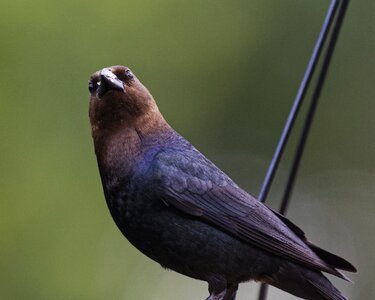 Close up brown-headed cowbird wildlife