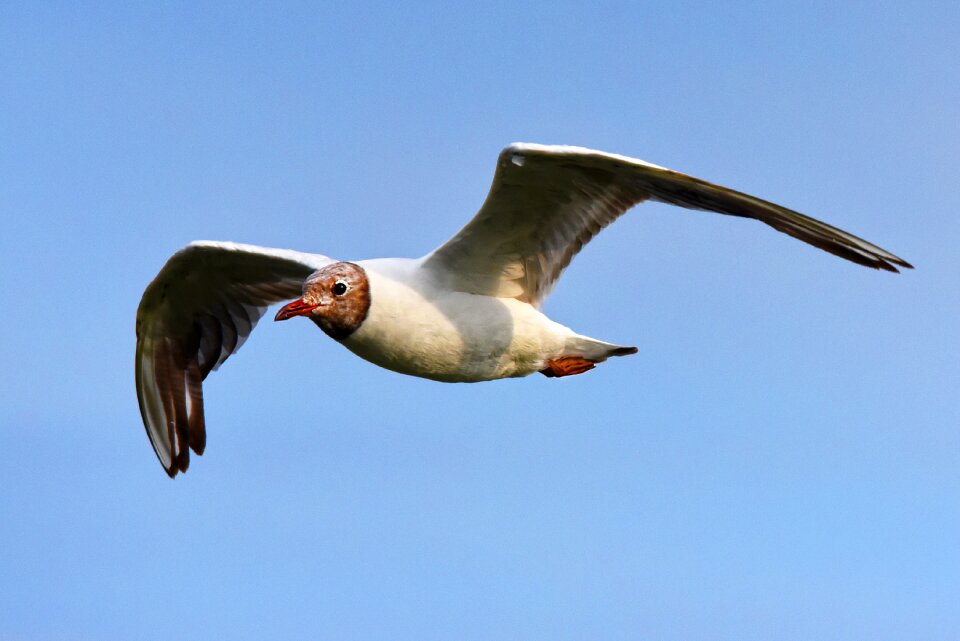 Bird animal flight