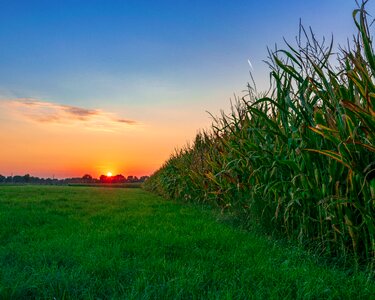 Corn evening twilight photo