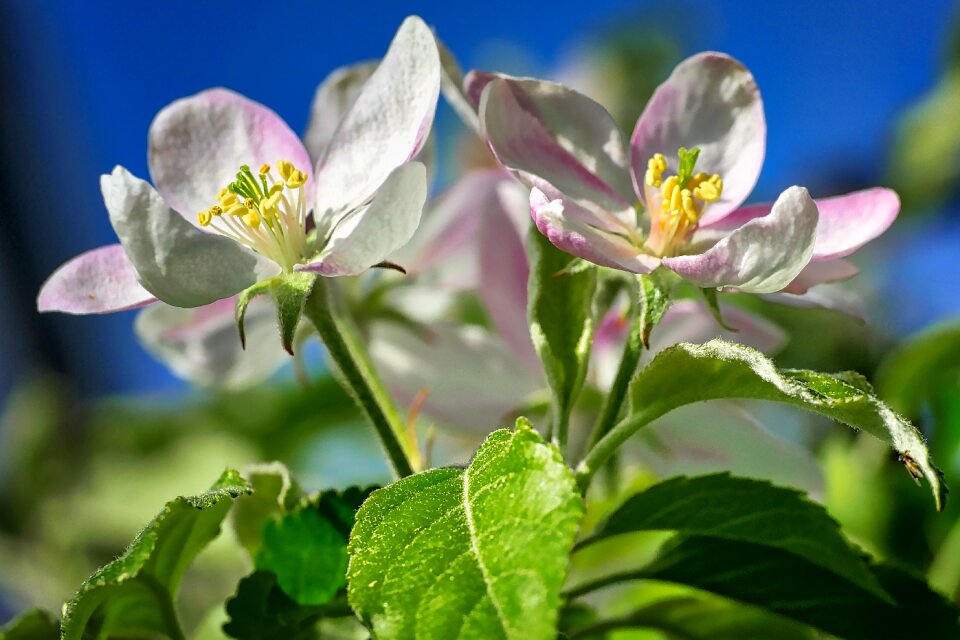 Leaf garden apple tree