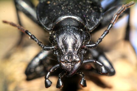 Insect macro nature