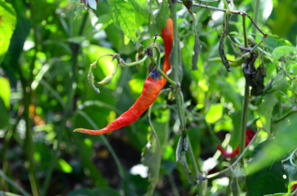 Peppers red supplies