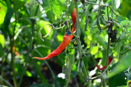Peppers red supplies