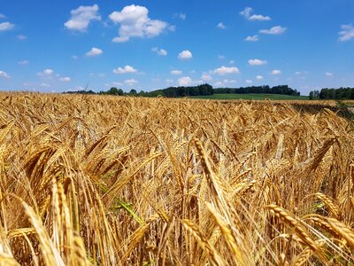 Summer staple food grain