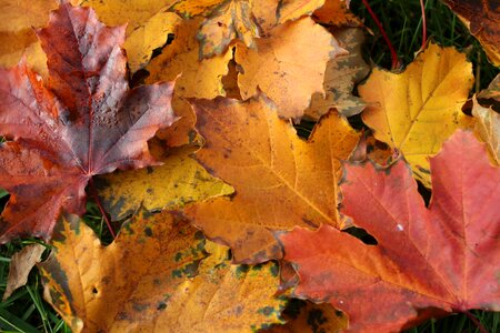 The tree leaf background