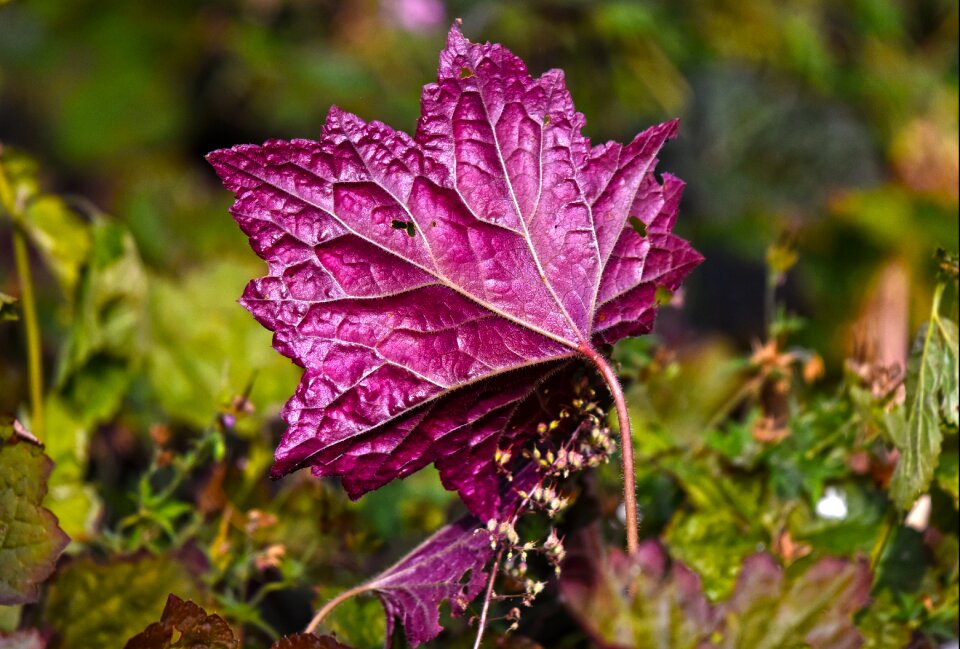 Vein pattern nature photo