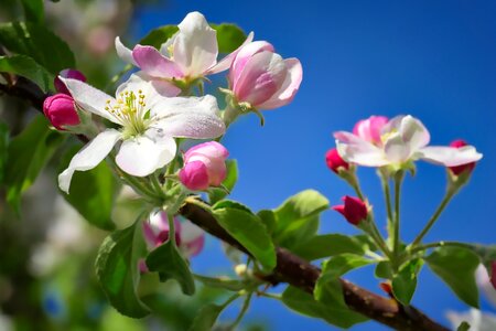 Leaf garden apple tree