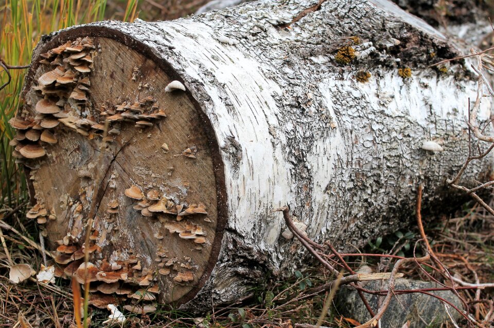 Forest bark autumn