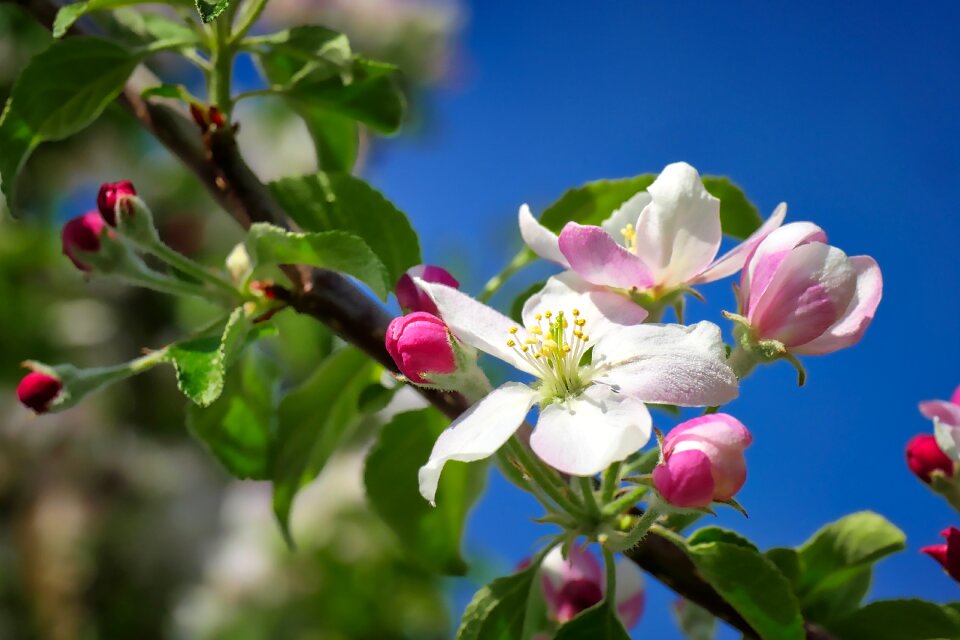 Leaf garden apple tree