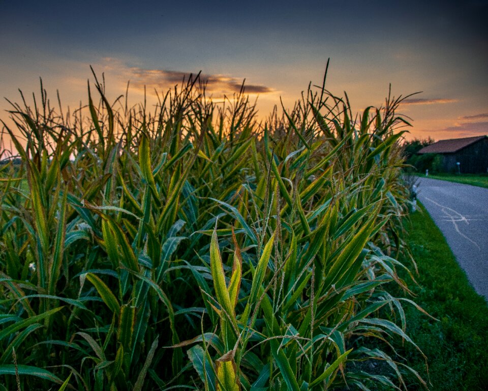 Summer nature agriculture