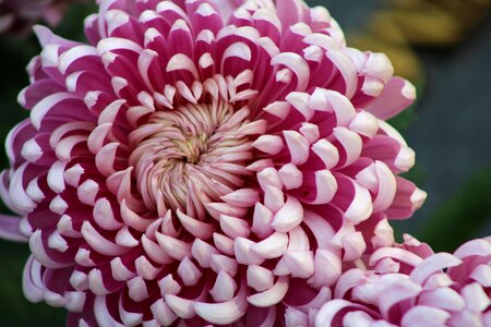 Chrysanthemum bloom flower