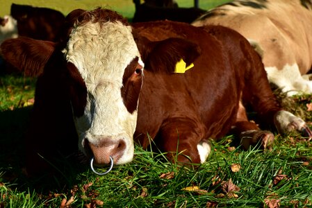 Frontal concerns brown swiss photo