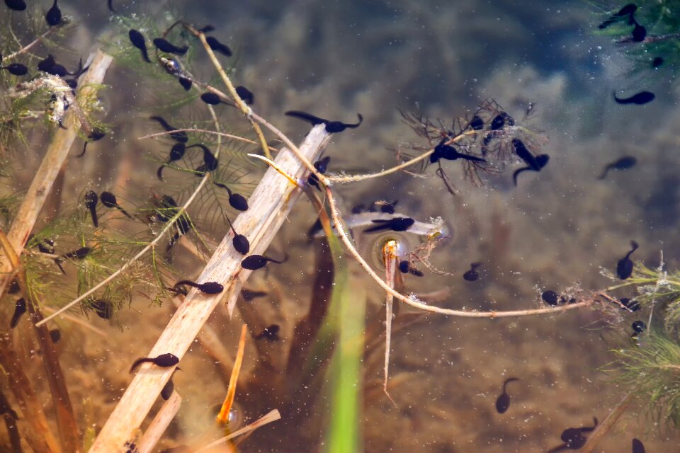 Water aquatic plants frog