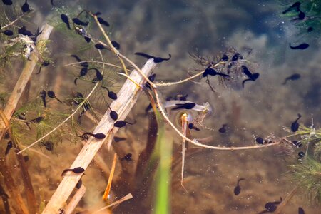 Water aquatic plants frog photo