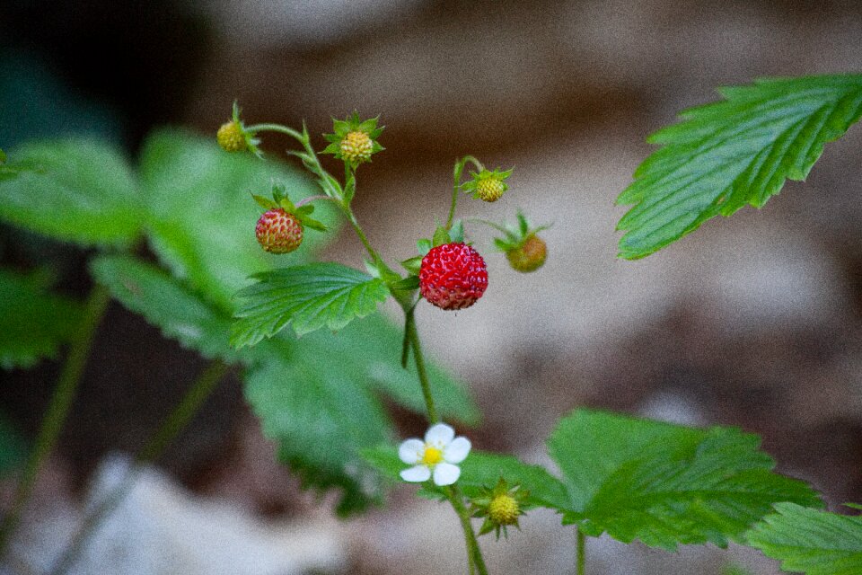Wild strawberries strawberry forest fruit