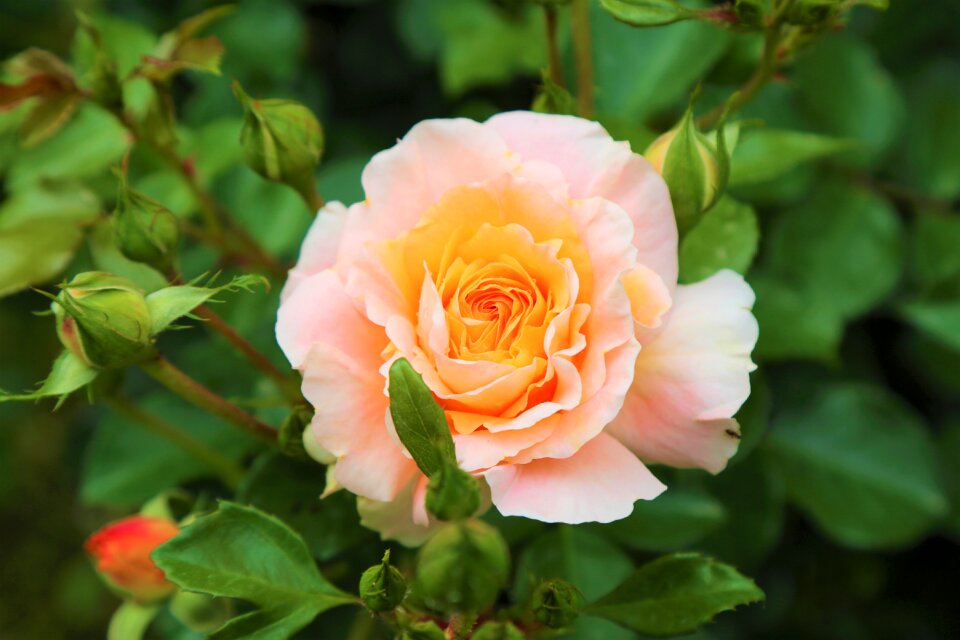 Nature plant beauty