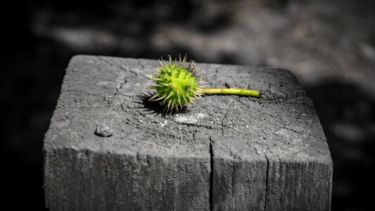 Prickly background image wood