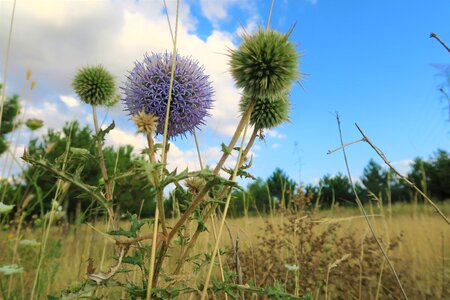 Ot nature summer
