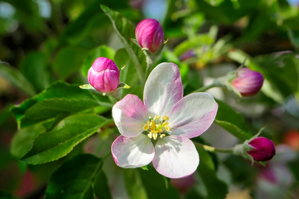 Leaf garden apple tree