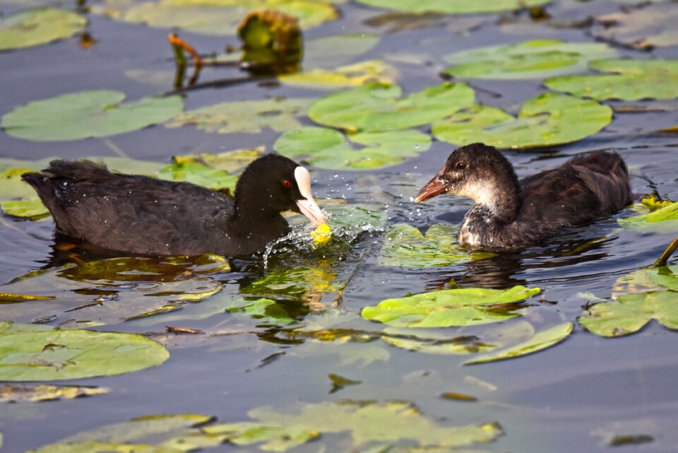 Bird animal juvenile