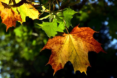 Autumn colours maple leaf colorful