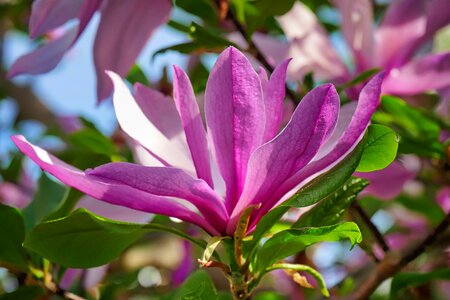 Leaf garden magnolia photo