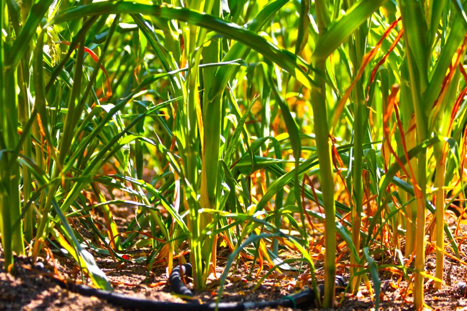 Growth nature irrigation