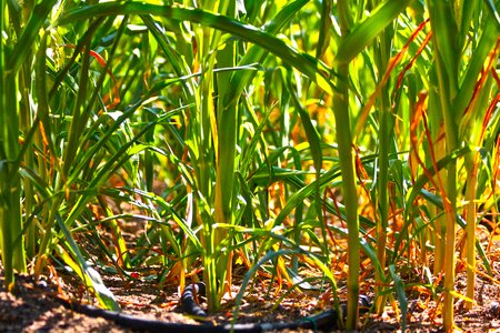 Growth nature irrigation
