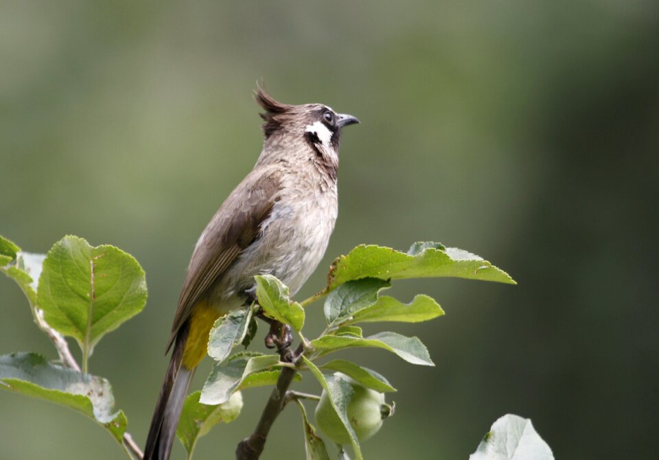 Fly wing himalayan bulbul