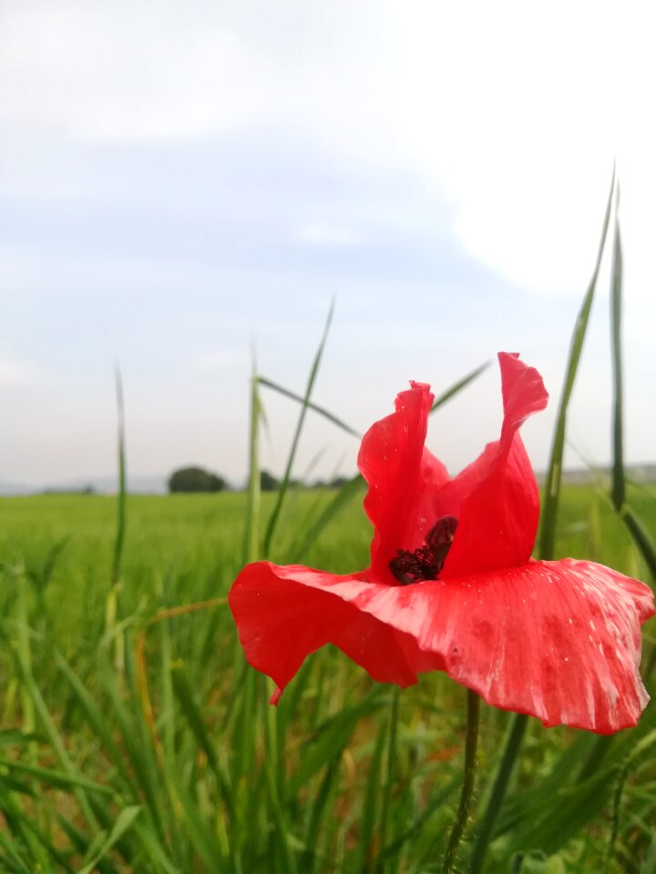 Light red poppy