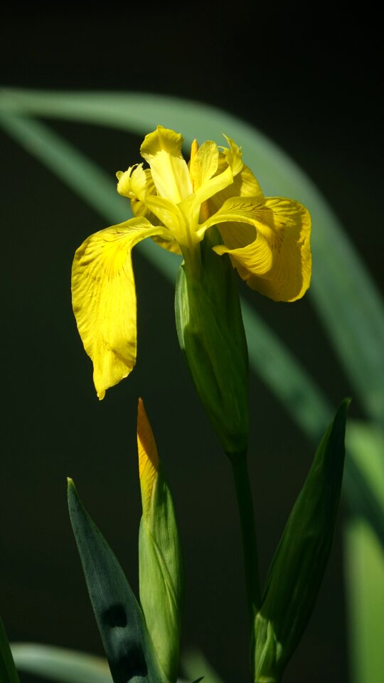 Flower spring nature