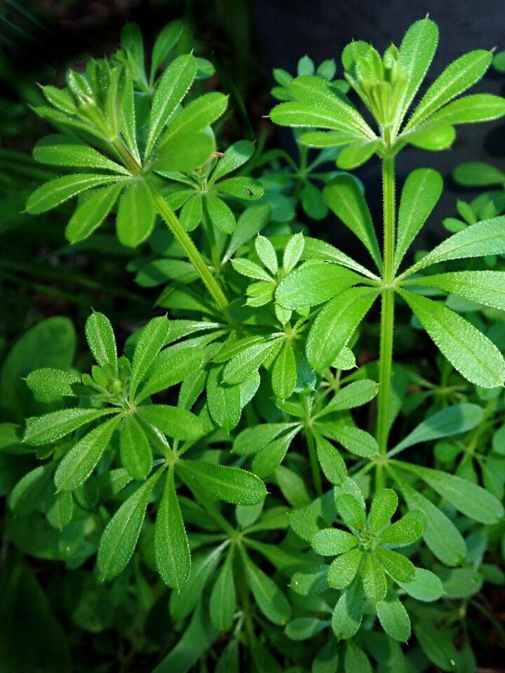 Garden pest nature