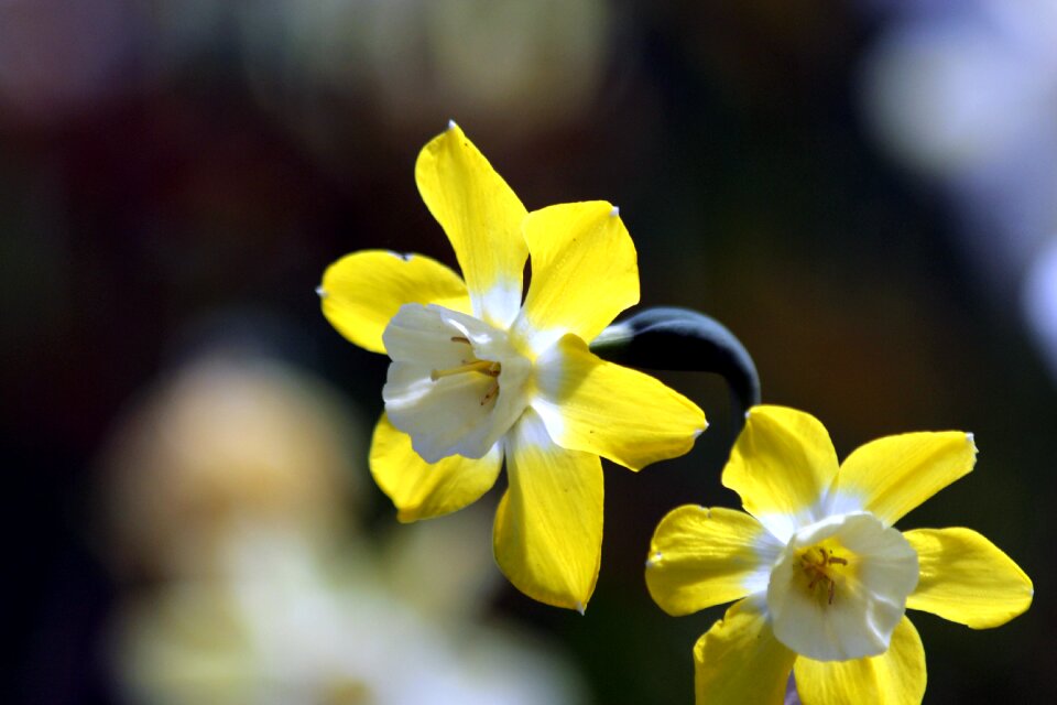 Plant yellow closeup