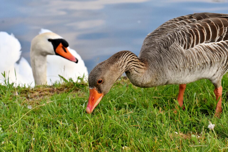 Waterfowl nature poultry