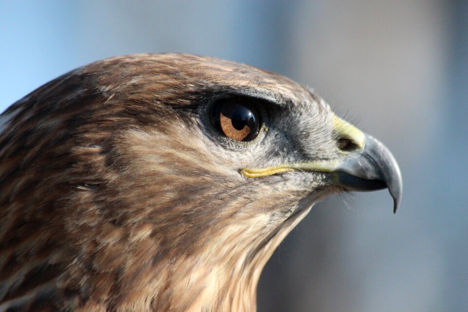 Buteo rufinus feathered race day birds photo